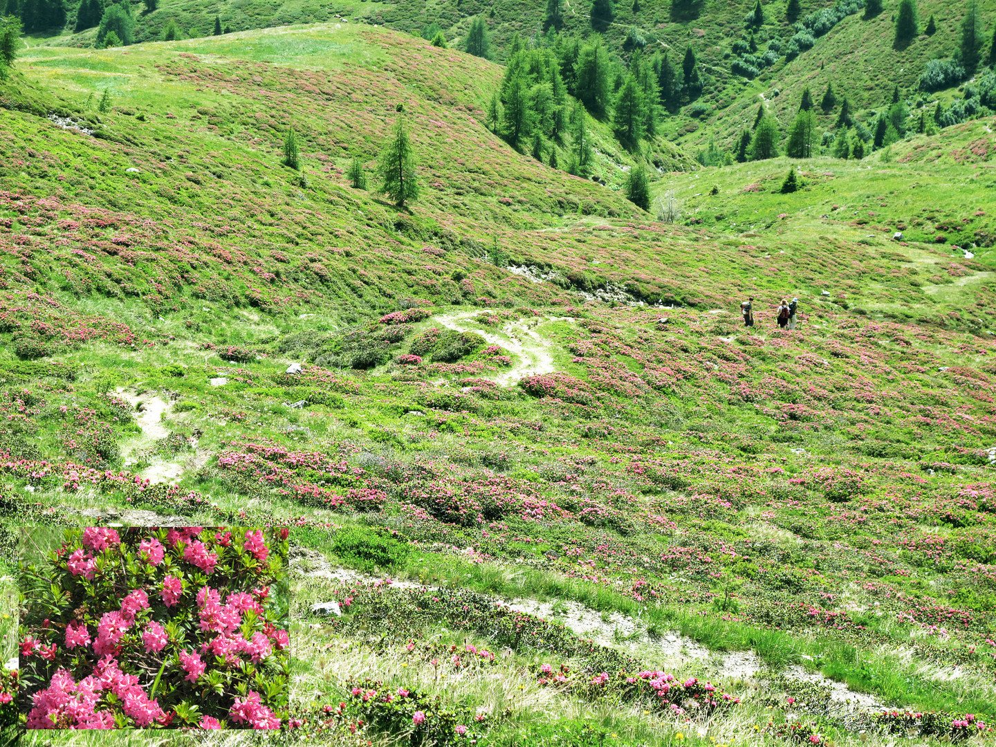 Südtirol Sexten Alpenrosenwiesen