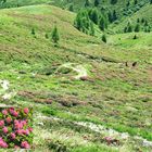 Südtirol Sexten Alpenrosenwiesen