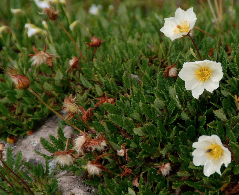 Südtirol: Silberwurz …