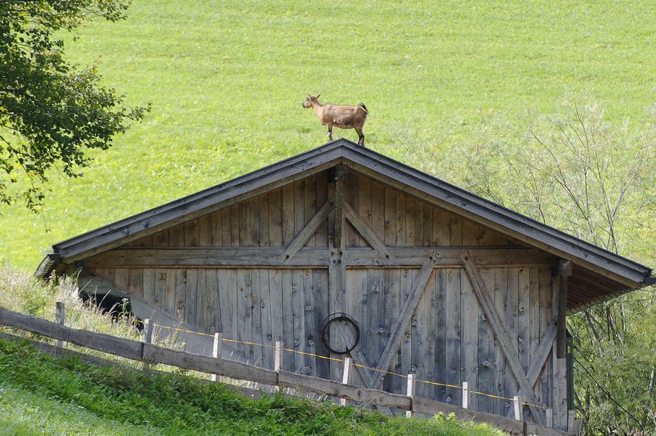 Südtiroler Dachziege