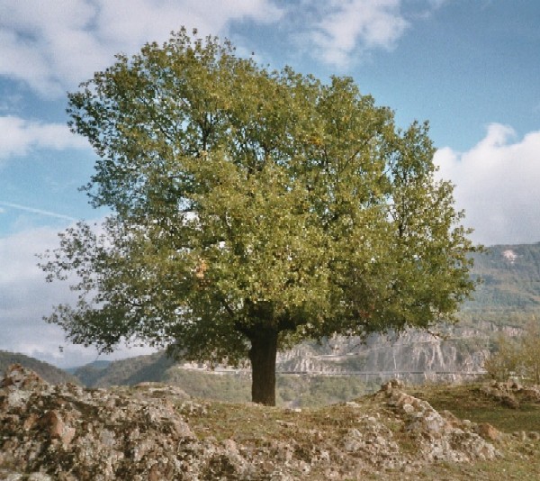 Südtiroler Eiche