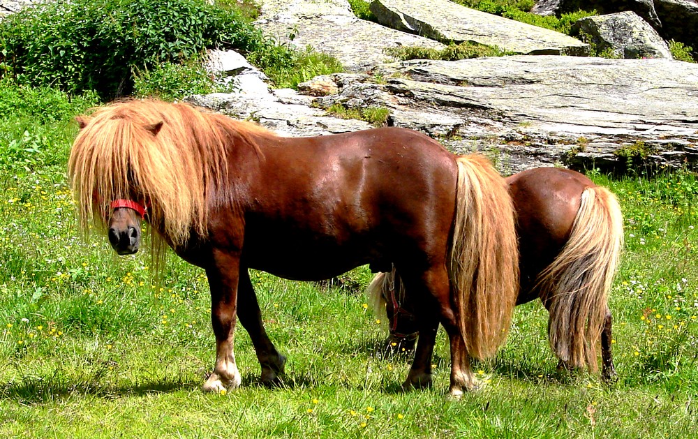 Südtiroler Hippie