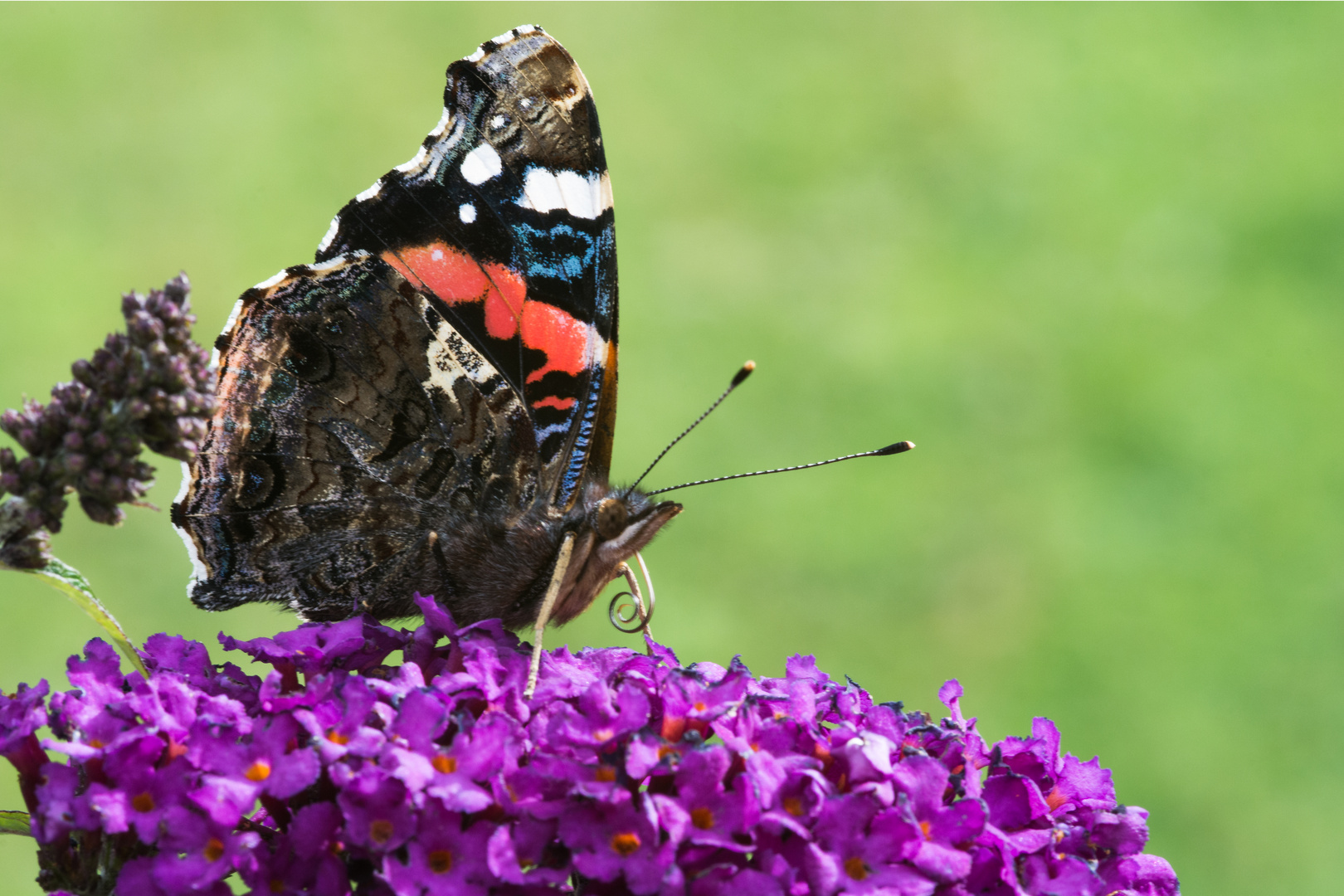 Südtiroler Schmetterling