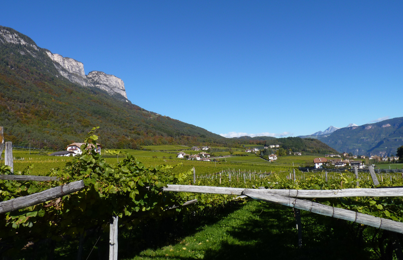 Südtiroler Weinberge