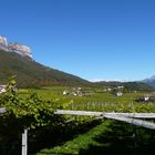 Südtiroler Weinberge