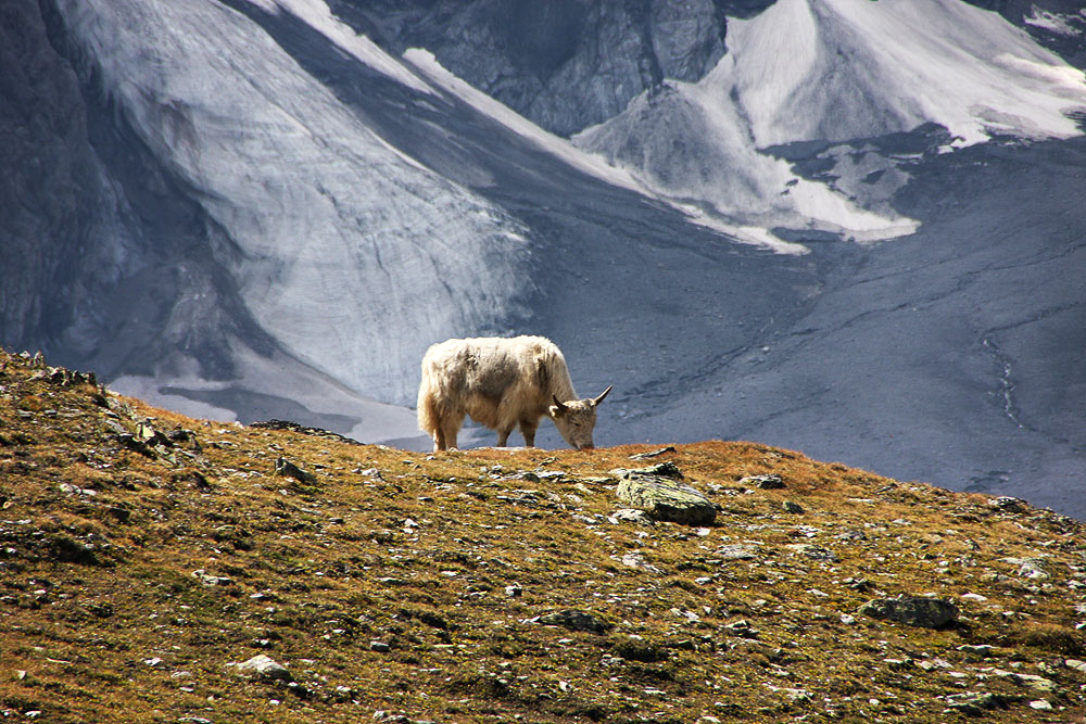 Südtiroler YAK