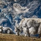 Südtiroler Yaks