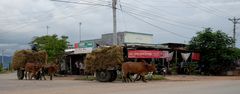 Südvietnam --- Traditioneller Transport nach der Reisernte