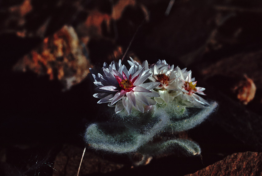 Südwester-Edelweiss