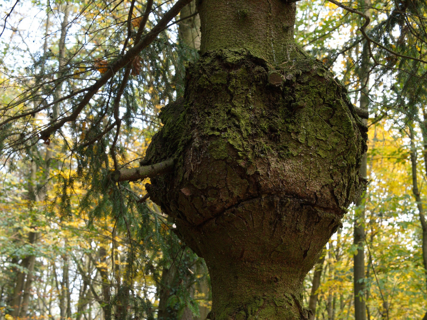 Südwestfriedhof Stahnsdorf  Pinoccio