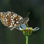 Südwestlicher Wachtelweizen-Scheckenfalter (Melitaea nevadensis celadussa) - Mélitée du Mélampyre.*