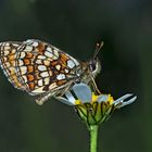 Südwestlicher Wachtelweizen-Scheckenfalter (Melitaea nevadensis celadussa) - Mélitée du Mélampyre.*