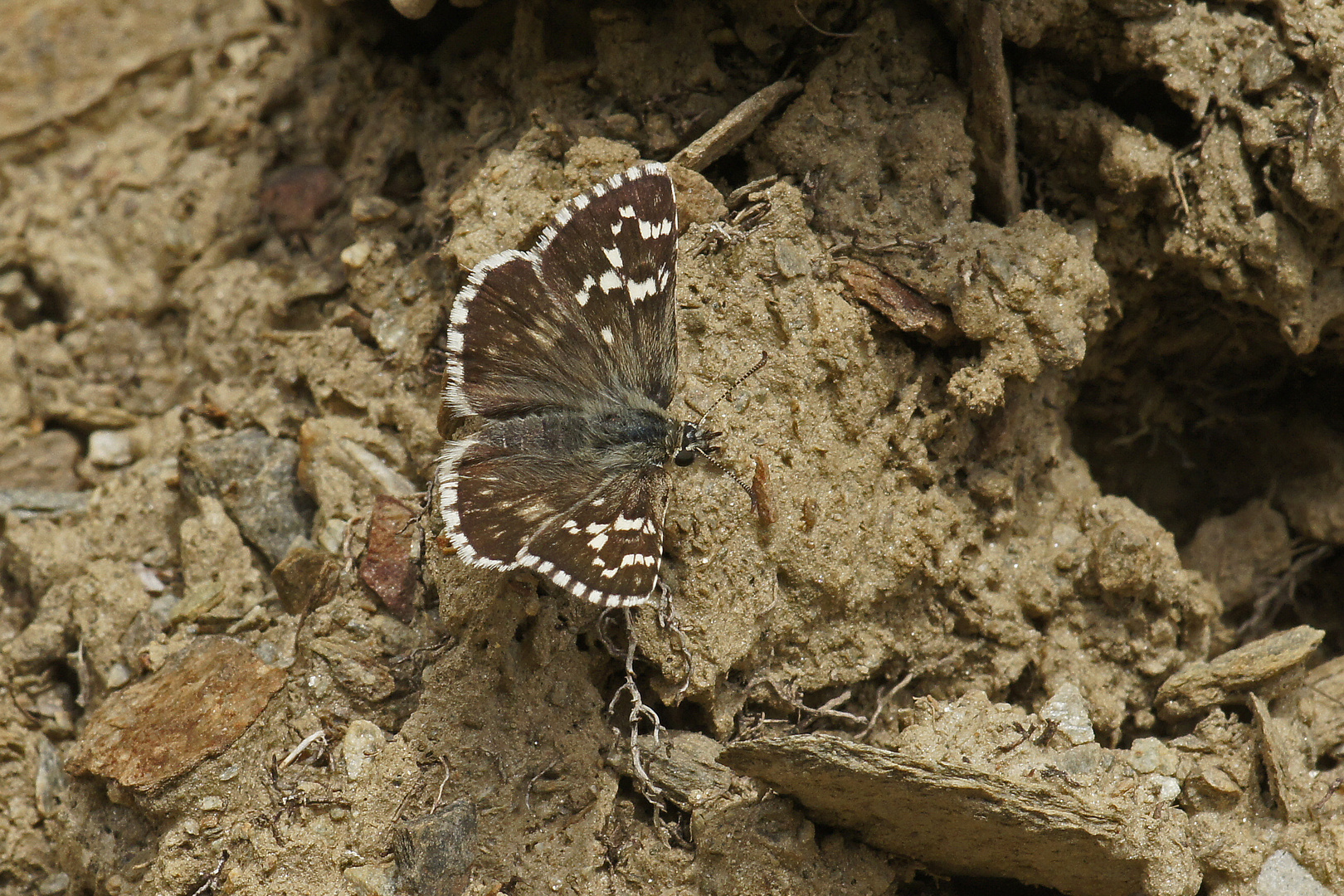 Südwestlicher Würfel-Dickkopffalter (Pyrgus onopordi)