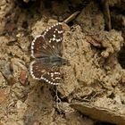 Südwestlicher Würfel-Dickkopffalter (Pyrgus onopordi)