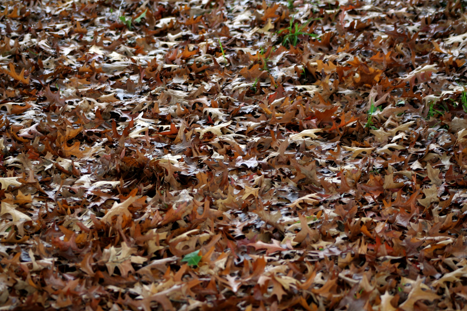 Suelo de otoño