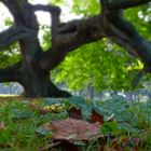 Süntel - Buche im Herbst