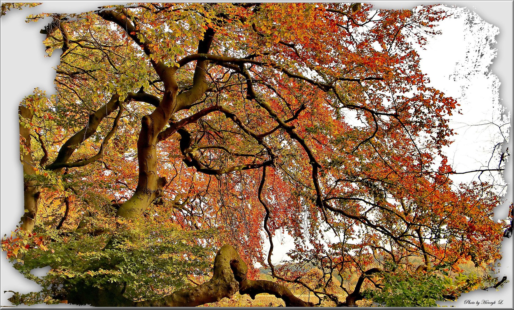 Süntel Buche im Herbst