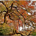 Süntel Buche im Herbst