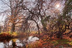   Süntel-Buchen im Abendlicht