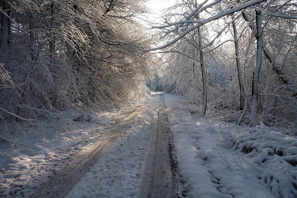 Süntel im November