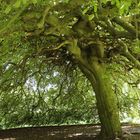 Süntelbuche im Bückeburger Schloßpark