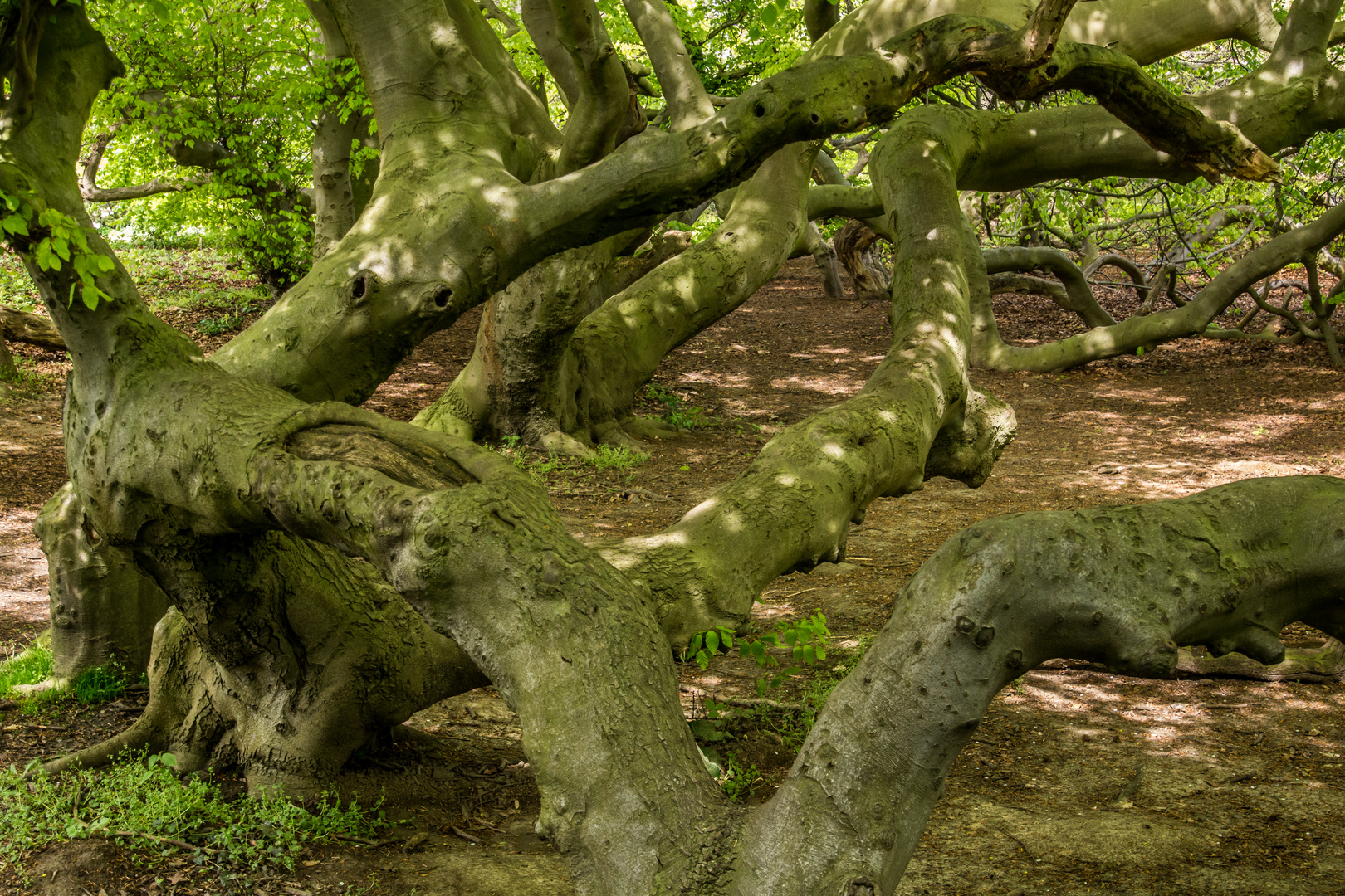 Süntelbuchen III - Kurpark Bad Nenndorf