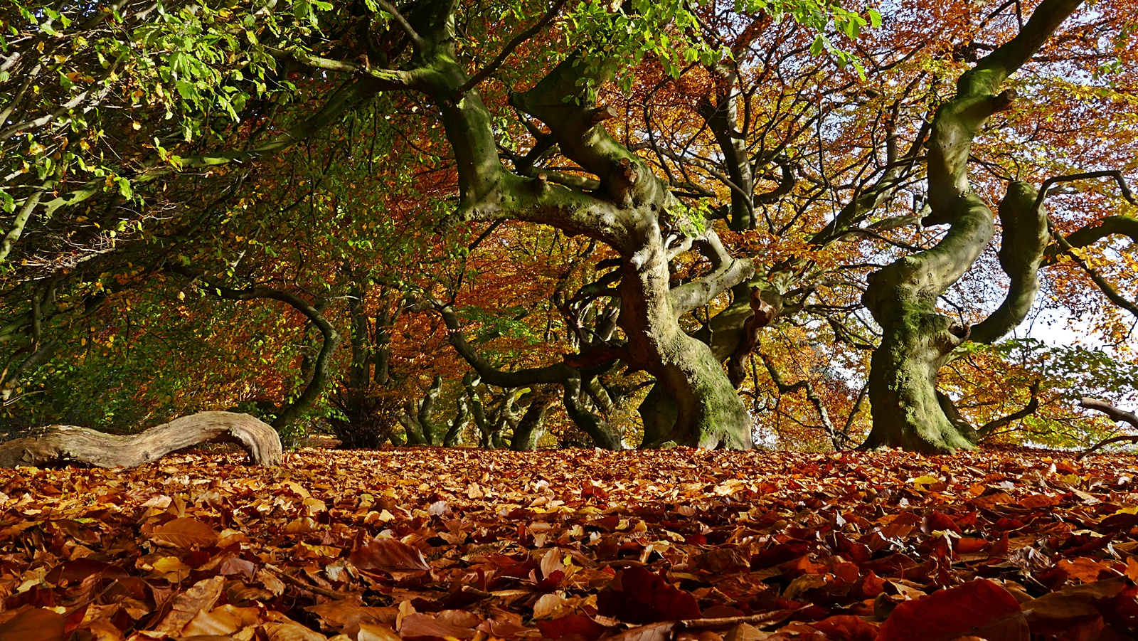 Süntelbuchen im Herbst