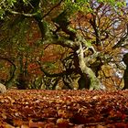 Süntelbuchen im Herbst