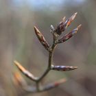 süntelbuchen-knospen 