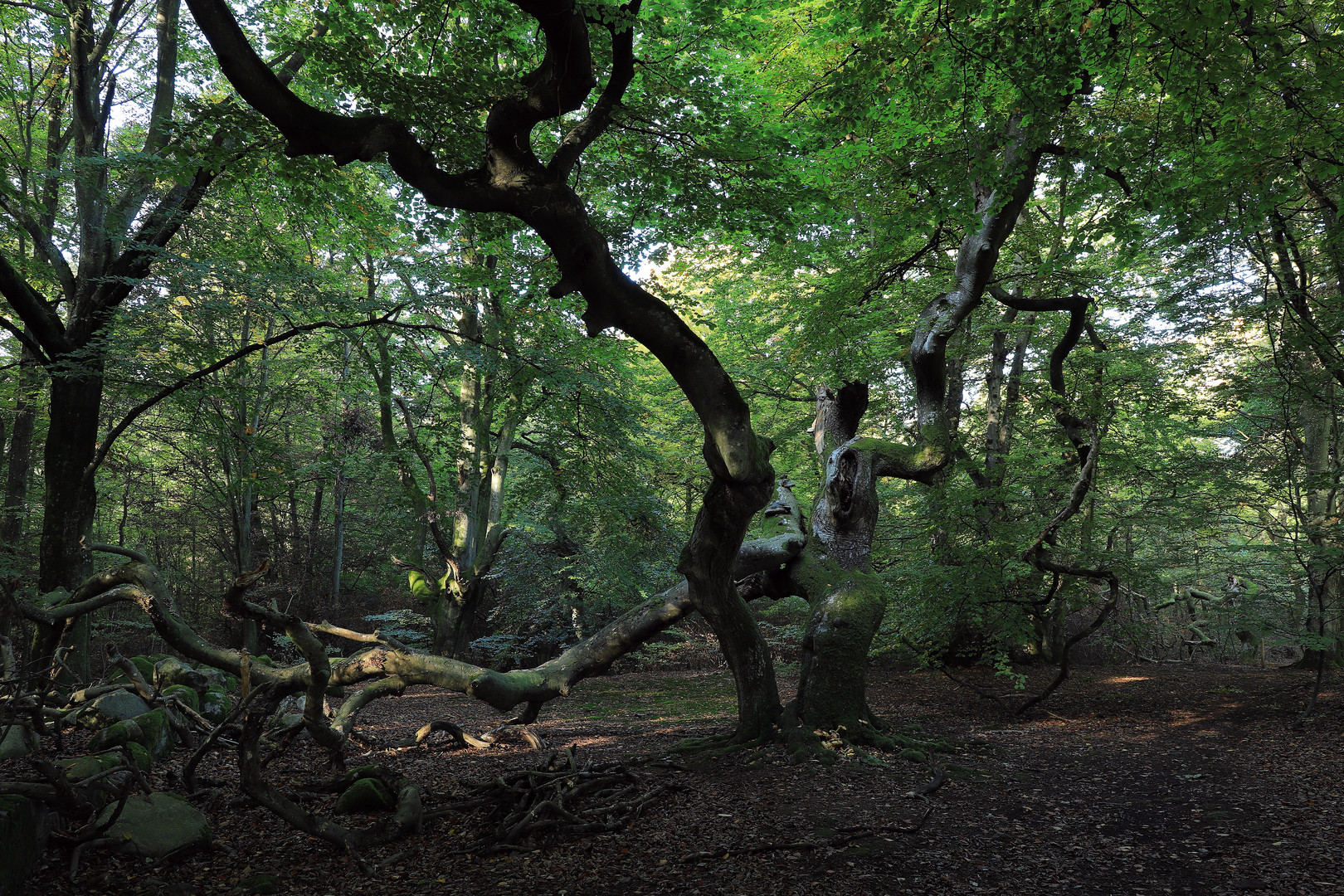 süntelbuchen-urwald