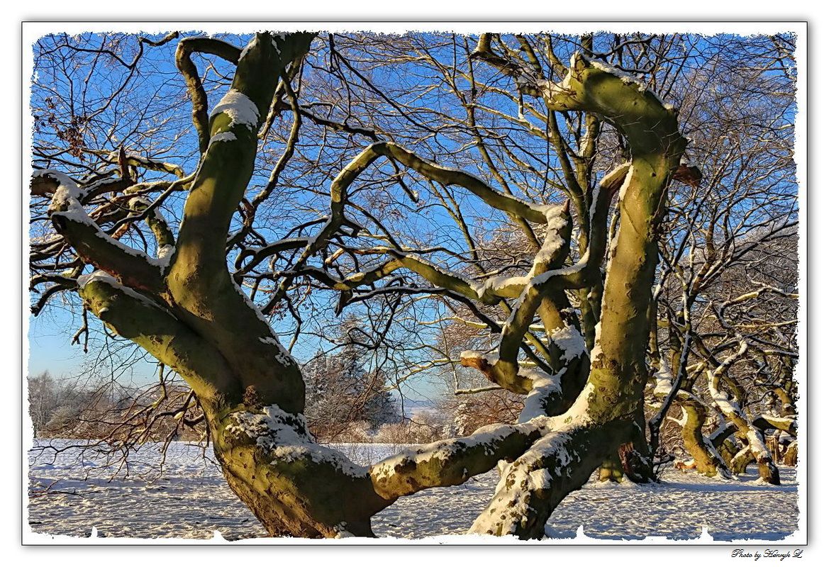 Süntelbuchenallee im Winter