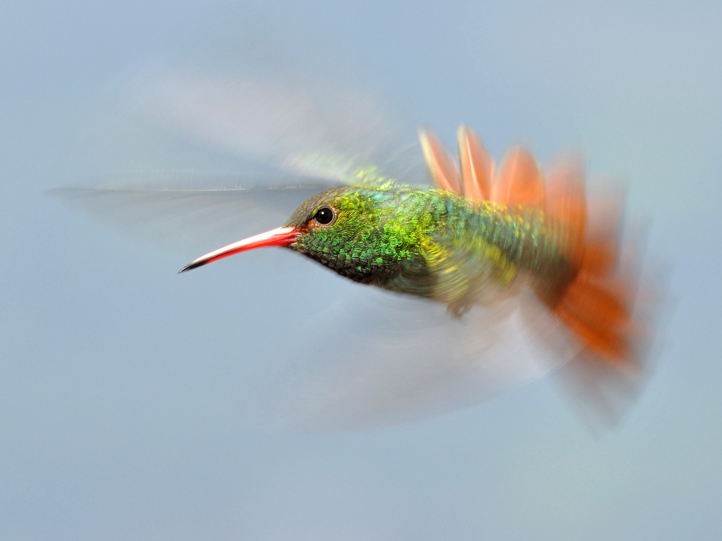 Sueño con las alas del colibrí