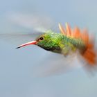 Sueño con las alas del colibrí