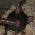 Süppelndes Mäuschen (Trinkende Maus)