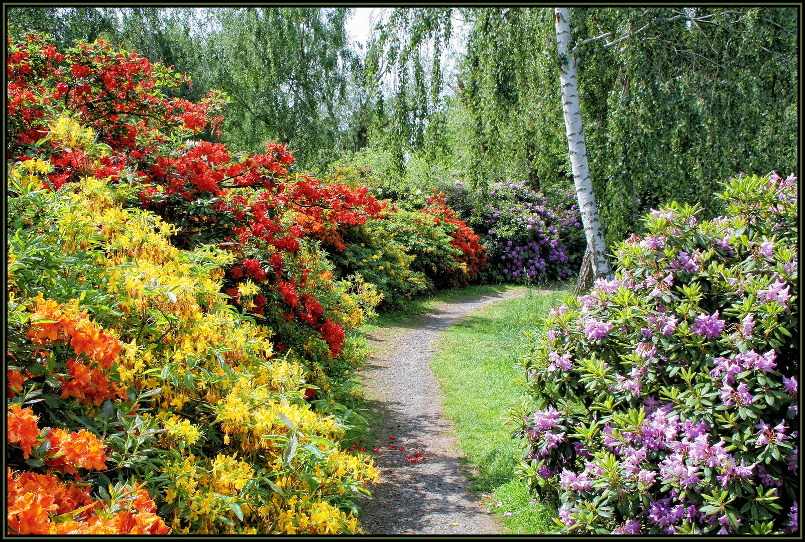 Süpplingenburg - Rhododendron-Park_01