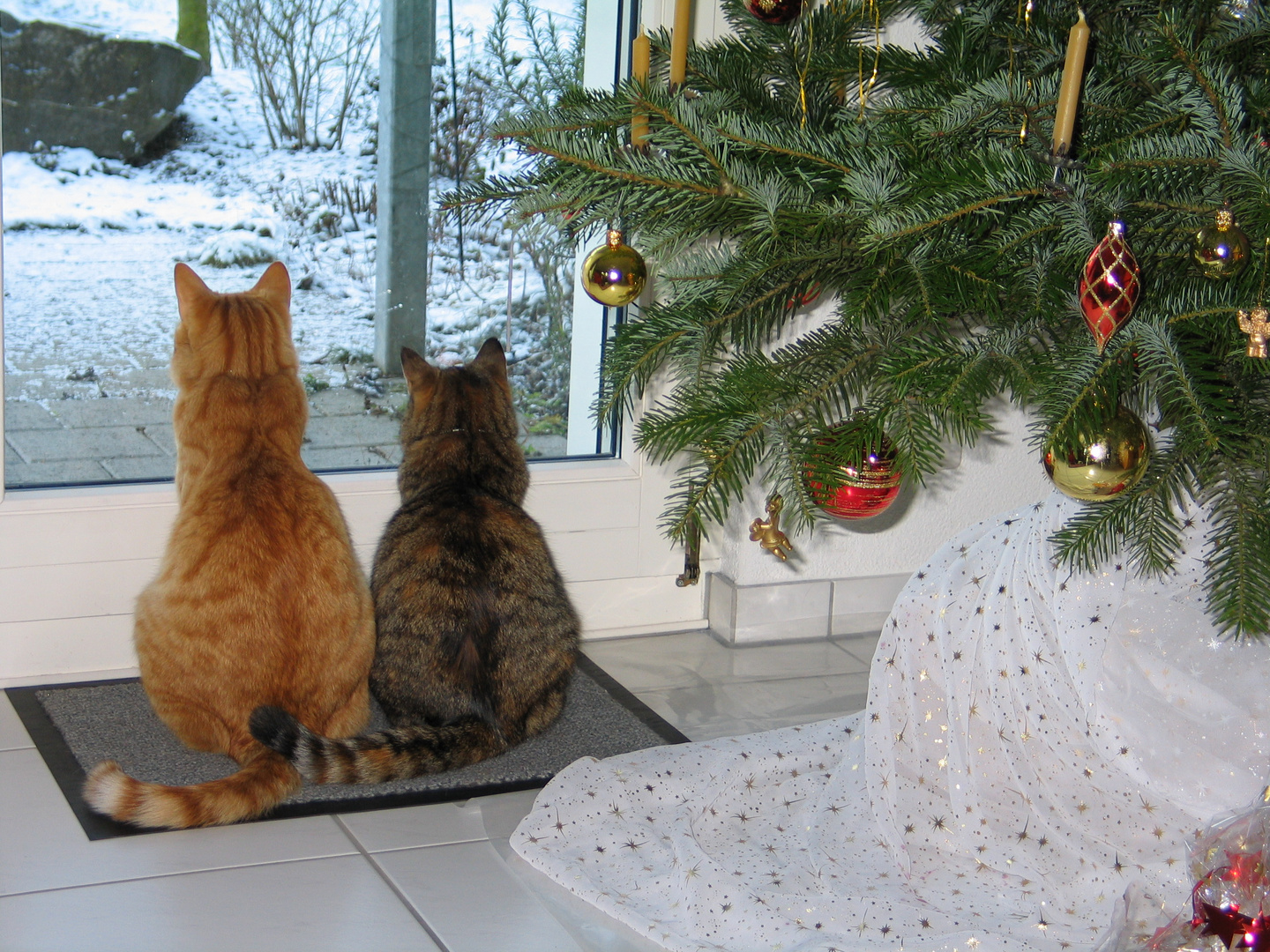 Süsette und Tilia am Fenster