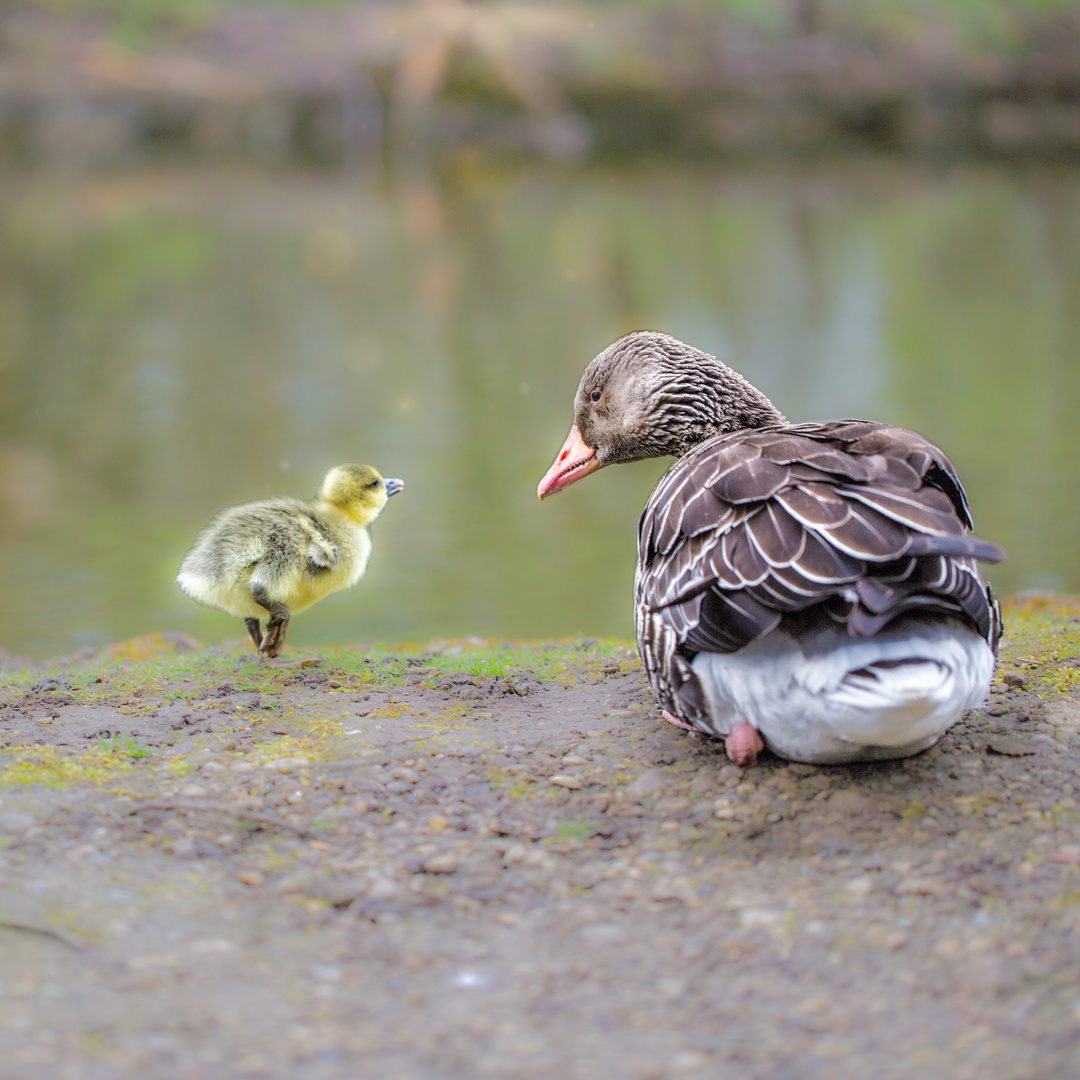 Süß, gelb und flauschig 