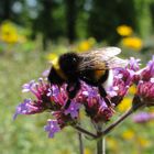 Süß wie Nektar, Mainau im Juli