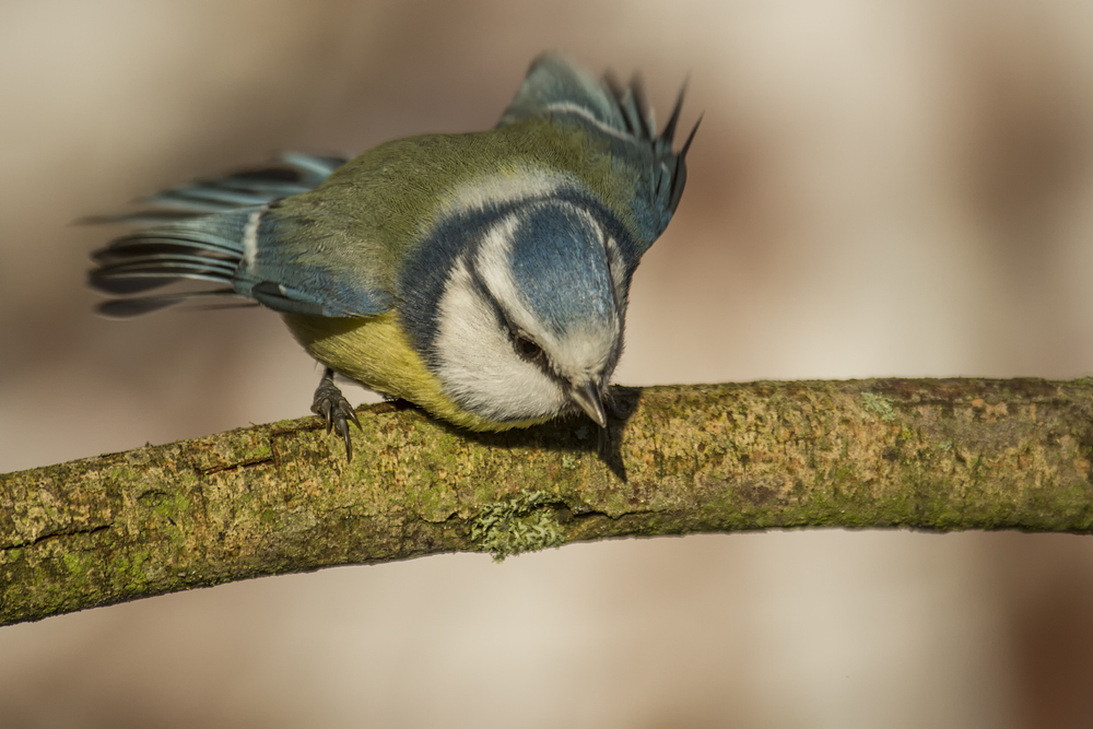 Süße Blaumeisen...