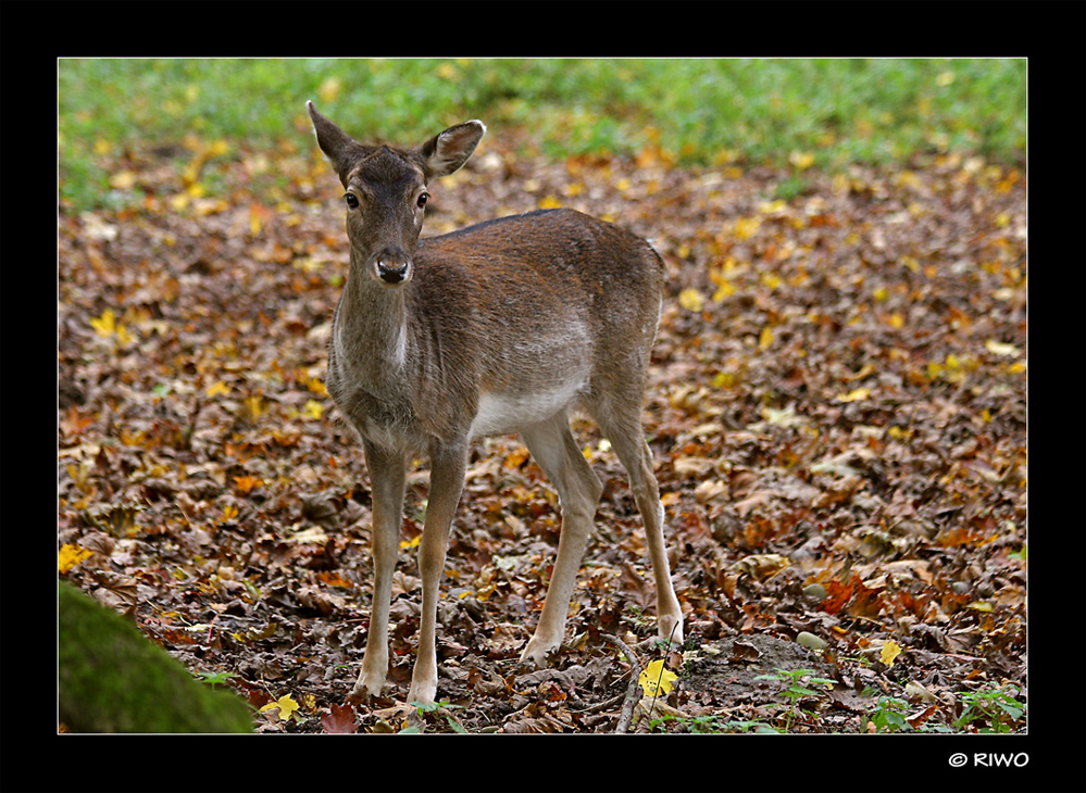 süsse Damwild Dame......