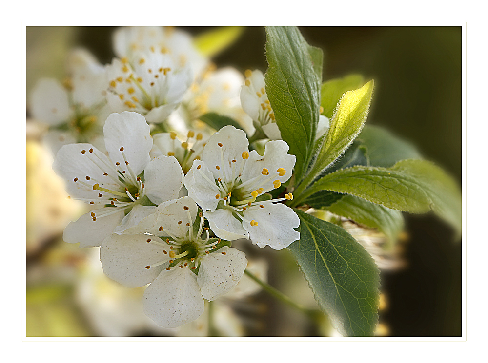 Süsse Früchtchen