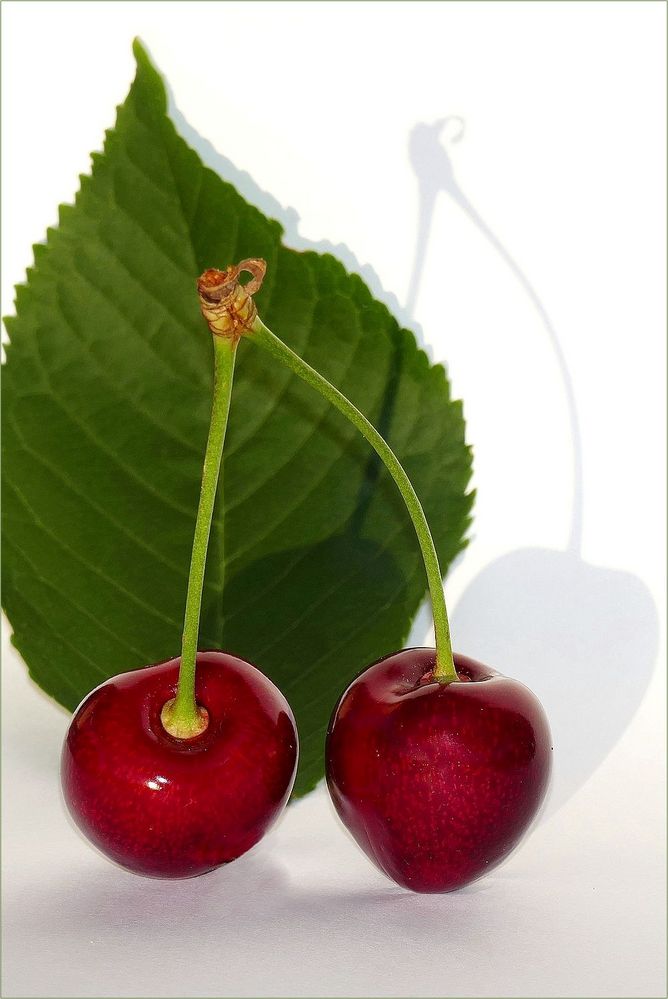 Süße Früchtchen Foto & Bild rot, baum, grün Bilder auf
