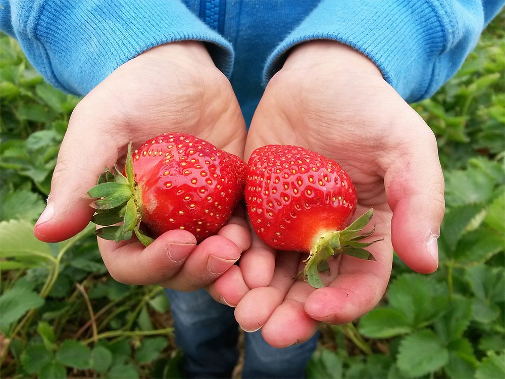 Süße Früchtchen... Foto & Bild deutschland, europe, sachsen Bilder