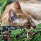 Süße Früchtchen in meinem Garten