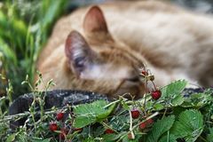 Süße Früchtchen in meinem Garten