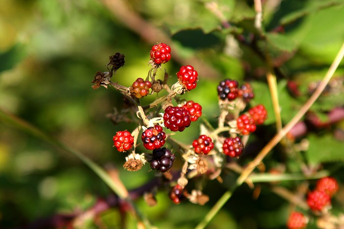 Süße Früchte Foto & Bild pflanzen, pilze & flechten, früchte und