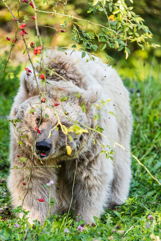 Süsse Früchte Foto & Bild tiere, zoo, wildpark & falknerei
