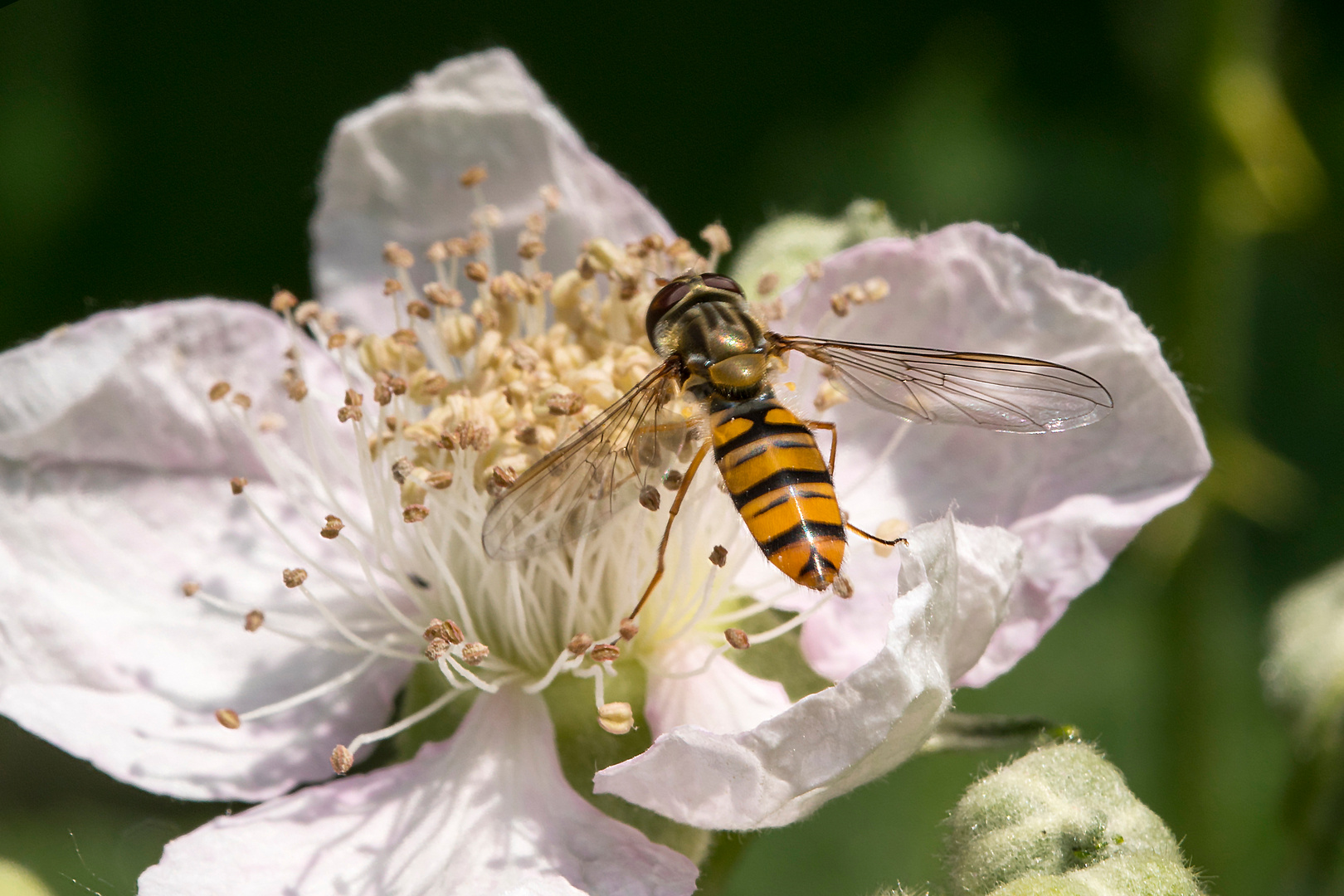 Süße Hainschwebfliege auf einer Brombeer-Blüte