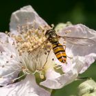 Süße Hainschwebfliege auf einer Brombeer-Blüte