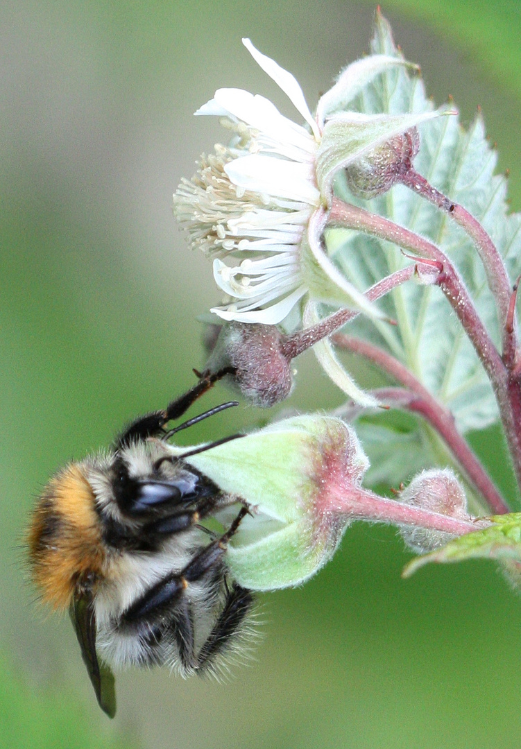 süße himbeerblüte